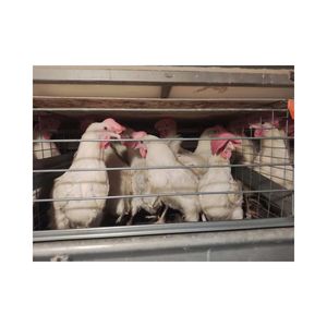 Premezcla de Alimento para Pollos al 2%, Suplementos Alimenticios para Pollos de Engorde, Iniciación, Crecimiento y Finalización; para Alimentación Animal - Product Image 4