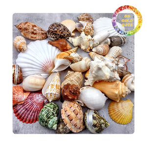 Seashells Mixed In Mesh <b>Bags</b> | DIY Art, Candle Making, and Table Decoration | Viet Nam supplier - Product Image 1