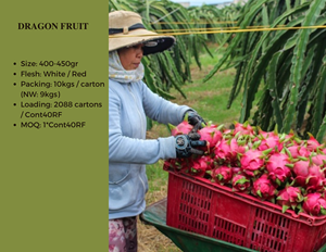 LA MEJOR OFERTA FRUTA DE DRAGON SECA HECHA POR PROVEEDOR DE VIETNAM - Product Image 2