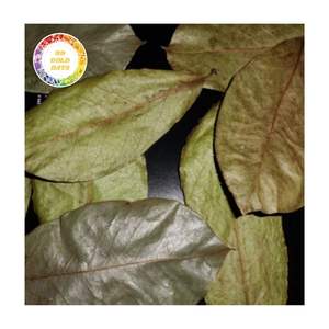 EXPORTACIÓN HOJAS DE SOURSOP ESTÁNDAR ENTREGA RÁPIDA VENTA DE HOJAS DE GRAVIOLA SECADAS AL MEJOR PRECIO AL POR MAYOR HOJAS DE TÉ OEM PERSONALIZADO - Product Image 3