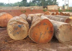 Grandes quantités de bûches de bois de sapele pour les menuisiers et les projets - Product Image 5