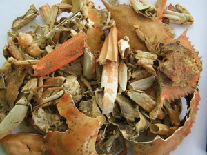 Fournisseur leader, meilleur prix, coquilles de crabe pour l'alimentation animale, plusieurs tailles, coquille de crabe Anna - Product Image 3