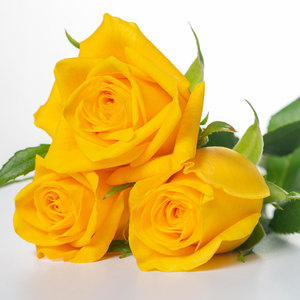 บาซันติสีเหลือง - Product Image 2