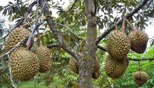 Fruit spécial du Vietnam/DURIAN SÉCHÉ - Product Image 2