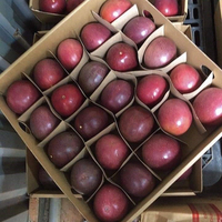 Verse Passievrucht Voor Export Verpakking 7 Kg/doos 84 976727907 Ms Carolina