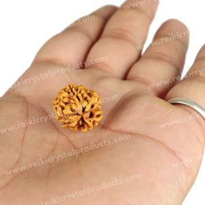 Cuentas de Rudraksha de 3 Mukhi para la Confianza, el Coraje y la Motivación - Verde de Alta Calidad para la Fabricación de Joyas - Product Image 3