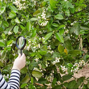 ใบมะกรูดอบแห้งแบบพรีเมียมจาก100% ประเทศไทย - Product Image 1