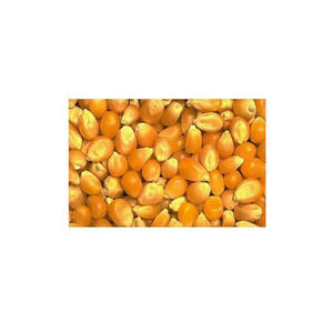 Maíz amarillo al por mayor, suministro a granel, bajo precio, grano para ganado de alta nutrición - Product Image 6