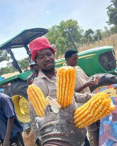 Maïs jaune pour l'alimentation animale, prix compétitif, 12% d'humidité, sacs PP de 50 kg, haute conversion alimentaire - Product Image 1