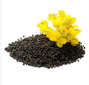 En stock, graines de colza d'origine française, durée de conservation de 24 mois, meilleur prix, livraison rapide disponible, achetez maintenant, vente en gros - Product Image 6