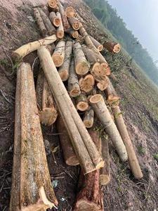 VENTA CALIENTE DE MADERA DE PINO, VENTA COMPLETA PRODUCTOS DE MADERA PRECIO BARATO - Product Image 3