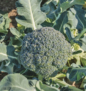 Broccoli Seed / Broccoli Seeds Fresh Seed - Product Image 6
