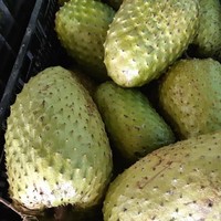 Hete Aanbieding Graviola Zuurzak Fruit/ Goedkoop Diepvries Zuurzak Fruit Mevr. Sophie