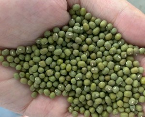 2024 New Harvest Vigna <strong>Beans</strong> Green <strong>Mung</strong> <strong>Bean</strong> Latest Crop Supply <strong>Different</strong> <strong>Size</strong> <strong>Mung</strong> <strong>Beans</strong> - Product Image 2