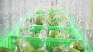 Soursop น้ำผลไม้เข้มข้น10กก. 1กล่องต่อกล่อง OEM ฉลากส่วนตัวตัวอย่างฟรีเวียดนามขายส่ง - Product Image 3