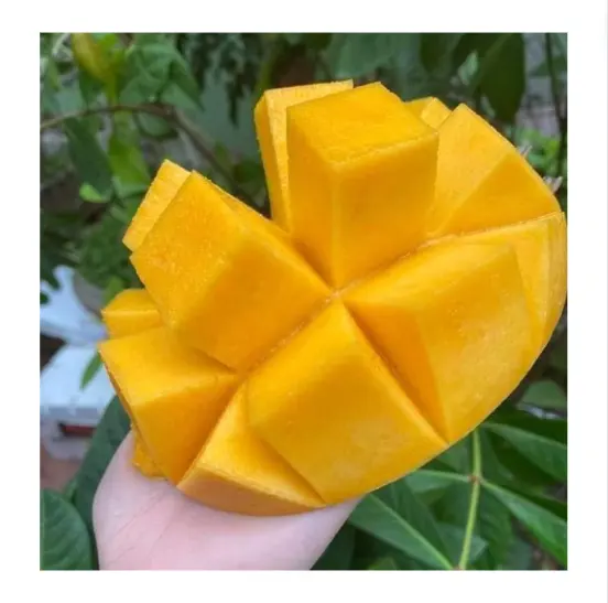 Nuovo raccolto mango fresco leggero dolce carne morbida confezionata in scatola per la vendita di frutta tropicale alla rinfusa a basso prezzo coltivazione del Vietnam