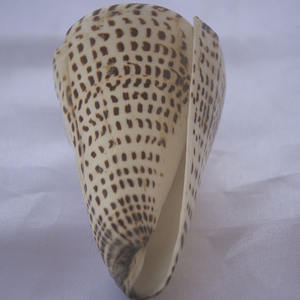 Conus Shell tallado Krishna ornamento crudo técnica SEASHELL JEWELRY con estilos religiosos - Product Image 5
