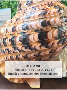 เปลือกหอยทรัมเป็ต99ข้อมูลเปลือกหอยเปลือกหอยทองเปลือกพื้นผิวธรรมชาติต้นกำเนิดจากเวียดนามสำหรับงานแต่งงาน - Product Image 3