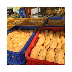 DURIAN ENTERO CONGELADO CON DURIAN ENTERO PERSONALIZADO-PROVEEDOR SUPERIOR FRUTAS CONGELADAS DE VIETNAM - Product Image 6