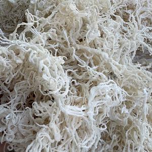 VIETNAMIEN COTTONII ALGUES-FRAIS RÉCOLTÉES, RESPONSABLE SOURCÉ, PRÊT POUR L'EXPOR - Product Image 4