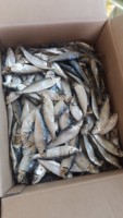 Sardines séchées - Harengs 5-7 7-9 cm, surgélation IQF, conservation naturelle, emballage en vrac en boîte