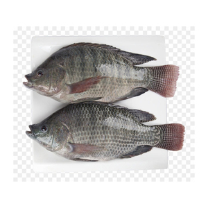Tilapia congelée, fruits de mer de haute qualité, élevés en ferme - Product Image 1