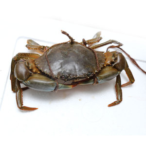 Premium Quality Exported Live King <b>Crab</b> Male or Female Buy Fresh Live <b>Crab</b> with Roe Wholesale Fast Delivery - Product Image 4