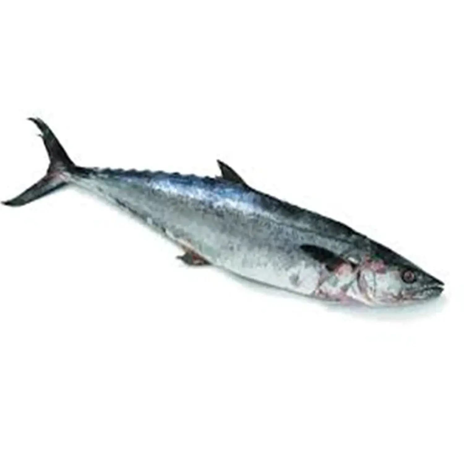 Kingfish fresco congelado de alta calidad/caballa española al mejor precio al por mayor