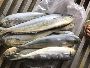 Pescado Mahi congelado de alta calidad redondo para compradores internacionales embalado para una larga vida útil, ideal para venta minorista o uso alimentario - Product Image 6