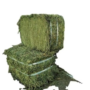 Venta al por mayor heno de alfalfa de alta calidad heno de alfalfa de alta proteína para alimentación de ganado vacuno lechero y entrega a granel disponible - Product Image 3
