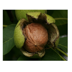 Natural Organic <b>Walnuts</b> for Wholesale <b>Walnut</b> Kernel in Bulk - Product Image 6