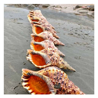 Coquillages d'escargots de mer décoratifs de qualité supérieure-Coquilles de trompette, de triton et de conque de reine du Vietnam par 99 Gola Data