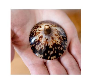 Conchas de Lapa vietnamita, cuentas de conchas de mar, conchas para pendientes o colgantes - Product Image 1