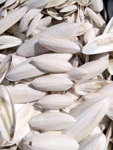 Os de seiche Offre Spéciale séché pour la nourriture des oiseaux avec la meilleure qualité et le bon prix, 100% os de seiche séchés d'origine au Vietnam - Product Image 4