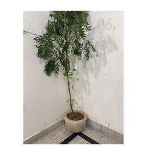 Macetas de Piedra Antiguas con Altura Ajustable, Muebles de Exterior para Sala de Estar, Macetas para Exteriores - Product Image 1