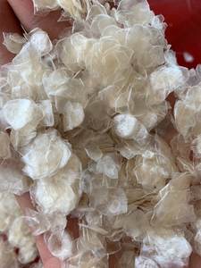 Báscula de pescado de tilapia seca de Vietnam, báscula de pescado de lubina, báscula de pescado Carb a la venta - Product Image 6