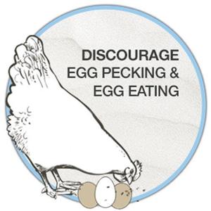 Huevos de Gallina Frescos de Primera Calidad para Exportación, Origen Reino Unido, 1 Año de Duración, Precio Económico, Proveedor Mayorista - Product Image 6