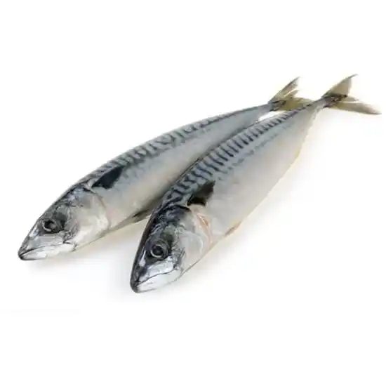 高品質の全魚200-300g安い冷凍魚サバマグロ魚の輸出業者