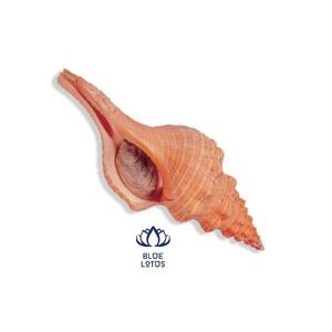 Conchas de conchas, muchos tamaños y colores - Product Image 1