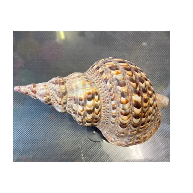 Große Größe mit günstigen Preis Triton Trompete Horn Shell natürliche Charonia Muschel Dekor Strand Meer für den Export aus 99 Gold Daten