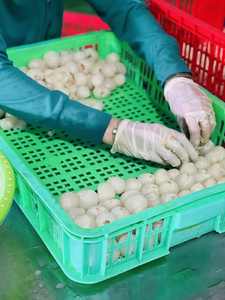 Lichi Congelado de Vietnam |   Preservación del Agua |   Empaquetado a Granel |   10 toneladas como cantidad mínima de pedido |   Calidad Fresca - Product Image 2