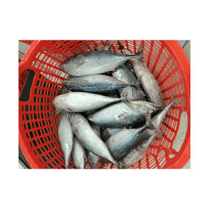 Bonito Congelado de Alta Calidad, Precio del Pescado Bonito Congelado Entero - Product Image 4