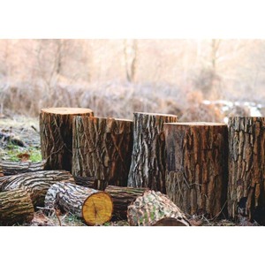 Madera de madera dura de alta resistencia, madera de primera calidad para proyectos de construcción de servicio pesado - Product Image 5