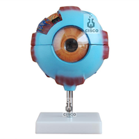 Modelo Anatómico del Ojo Humano CISCO, Herramienta Educativa de Silicona Médica para el Aprendizaje de Ciencias