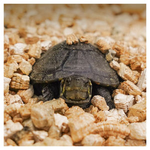 Acondicionador de suelo, vermiculita, aditivo alimenticio, crudo, horticultura Industrial expandida, <span class=keywords><strong>Curso</strong></span> de polvo, césped, ropa de cama para incubación de mascotas - Product Image 4