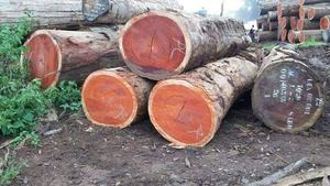 Bûches de bois de Padauk africain de qualité supérieure pour les meubles, les armoires, la décoration intérieure, les sols et les applications décoratives haut de gamme - Product Image 2