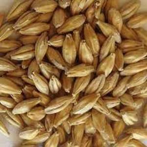 Semillas de Cebada Frescas Orgánicas de Primera Calidad, Cebada Malteada, Grano de Malta, Origen Indio, 1 Mes de Vida Útil, Empaquetado en Caja - Product Image 1
