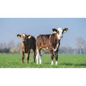 Probióticos Dietéticos Vitelli-Astringentes para Rehidratación, Italia - Product Image 1