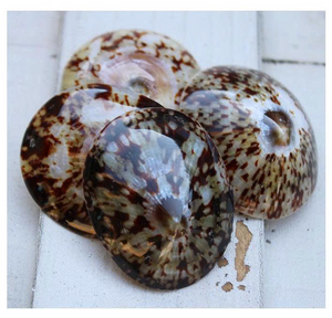 เปลือกหอยลิมเพตผสมเปลือกหอยและเปลือกหอยเลี้ยงลูกด้วยนมสำหรับตกแต่ง - Product Image 1
