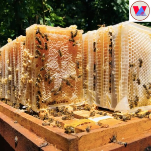 BEST SELLING HONEYCOMB CAKE - Ms. Lucinda - Product Image 5